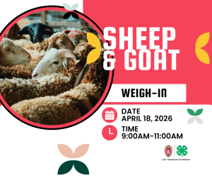 Sheep & Goat Weigh-In