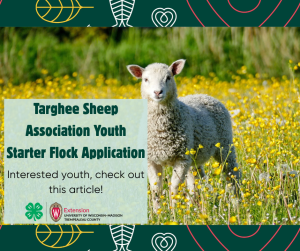 Targhee Sheep Association Youth Starter Flock Program